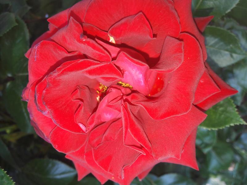 Psihoterapeut Mocanu Maria Nicoleta